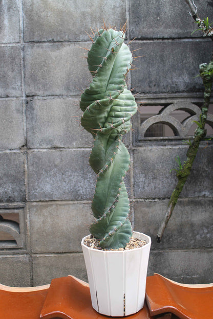 セレウス・ペルビアナス・スピラリス(Cereus peruvianus f. spiralis)　自根