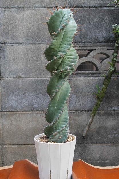 セレウス・ペルビアナス・スピラリス(Cereus peruvianus f. spiralis)　自根
