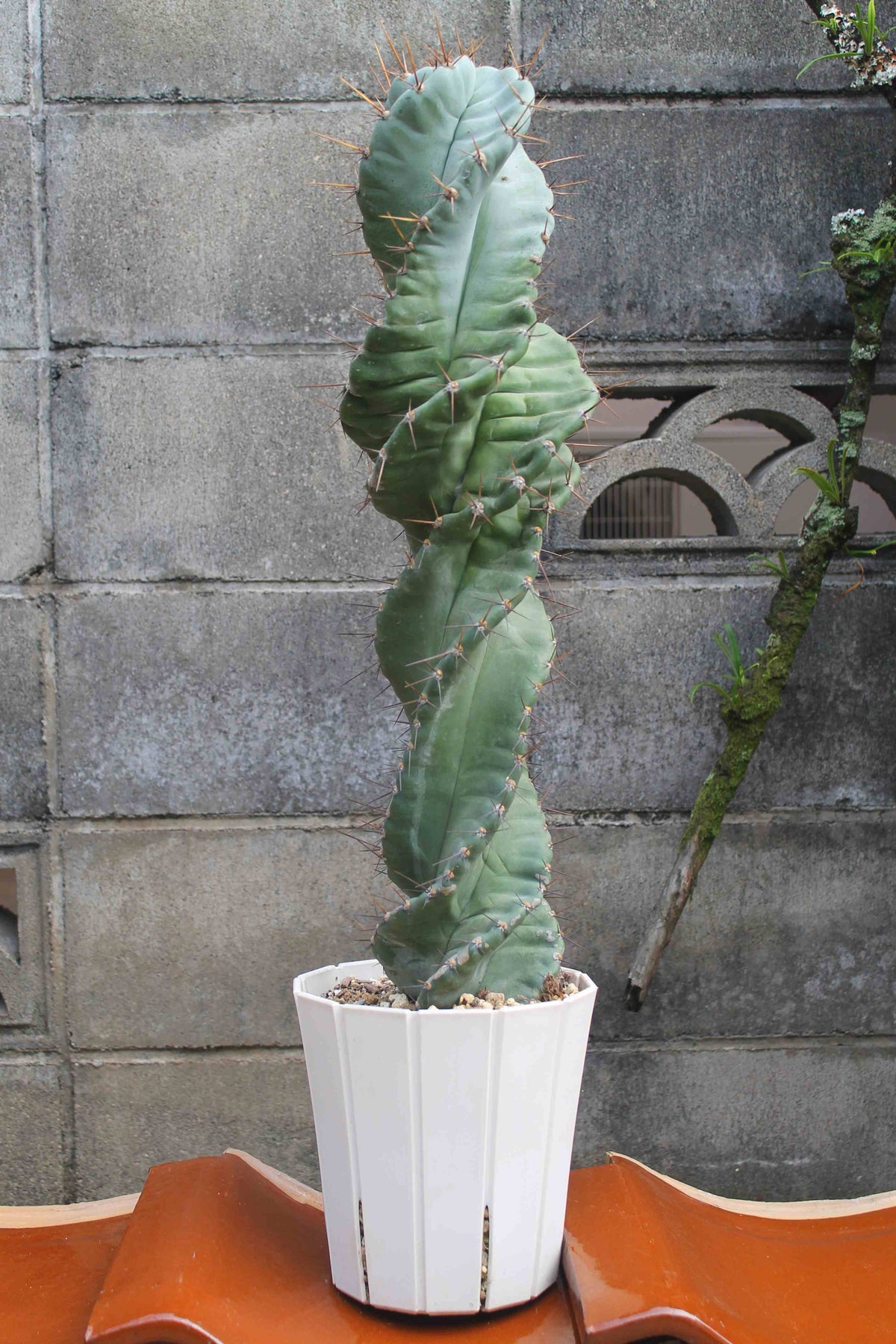 セレウス・ペルビアナス・スピラリス(Cereus peruvianus f. spiralis)　自根