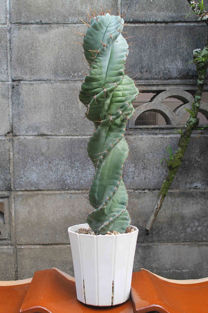 セレウス・ペルビアナス・スピラリス(Cereus peruvianus f. spiralis)　自根