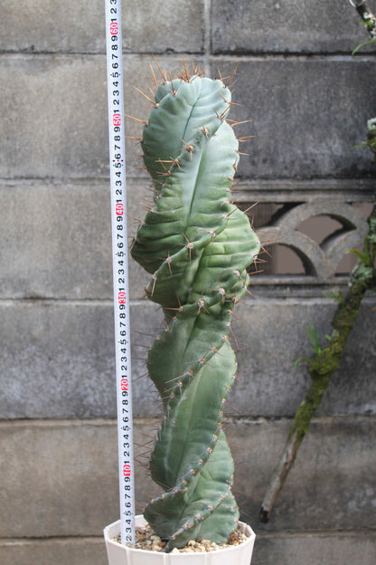 セレウス・ペルビアナス・スピラリス(Cereus peruvianus f. spiralis)　自根