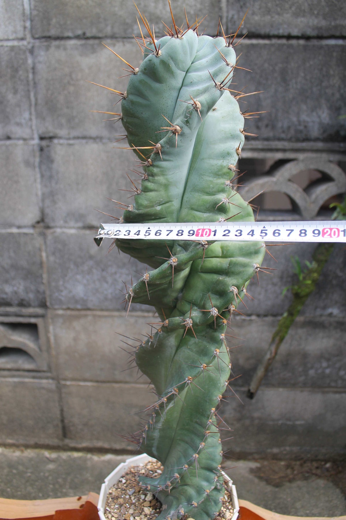 セレウス・ペルビアナス・スピラリス(Cereus peruvianus f. spiralis)　自根