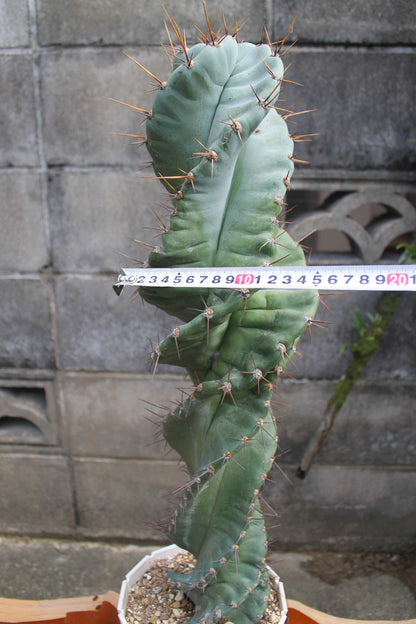 セレウス・ペルビアナス・スピラリス(Cereus peruvianus f. spiralis)　自根