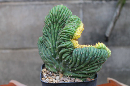 エキノプシス パチャノイ 多聞柱錦 綴化　極上斑