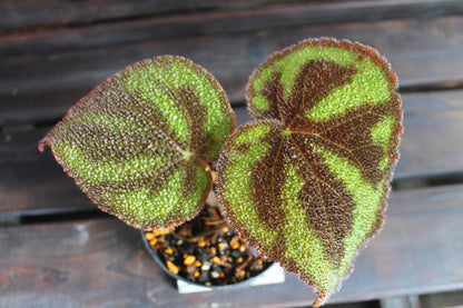 原種ベゴニア・バリエガータ（Begonia variegata）マッソニアナ