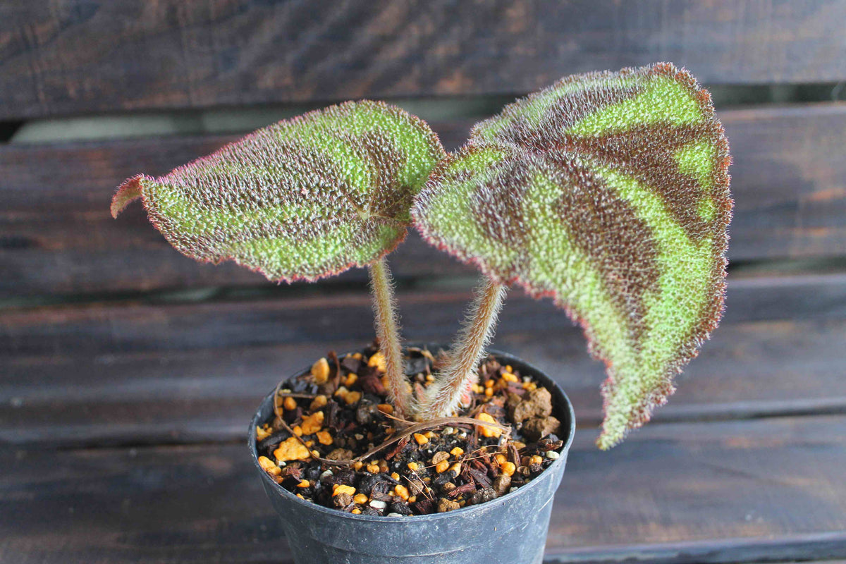 原種ベゴニア・バリエガータ（Begonia variegata）マッソニアナ