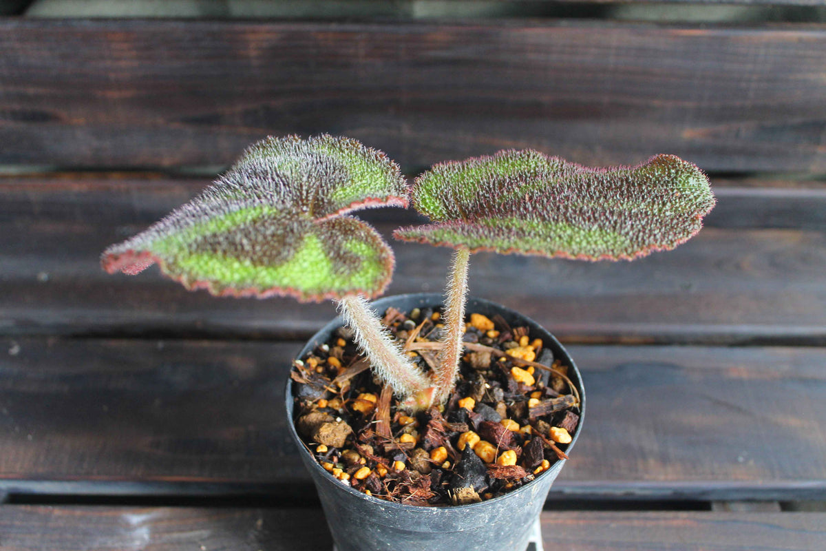 原種ベゴニア・バリエガータ（Begonia variegata）マッソニアナ