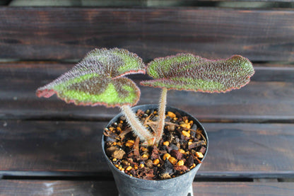 原種ベゴニア・バリエガータ（Begonia variegata）マッソニアナ