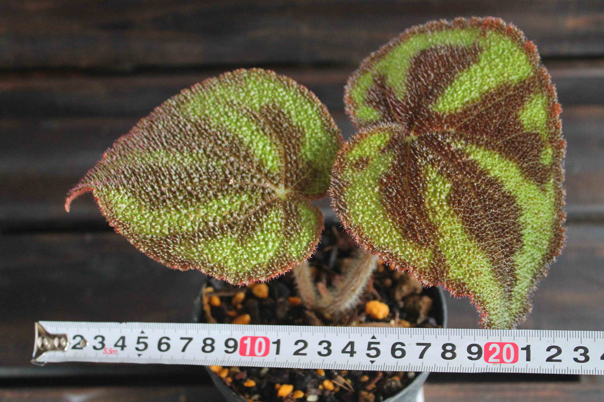 原種ベゴニア・バリエガータ（Begonia variegata）マッソニアナ