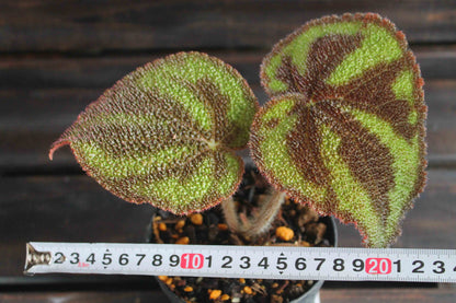 原種ベゴニア・バリエガータ（Begonia variegata）マッソニアナ