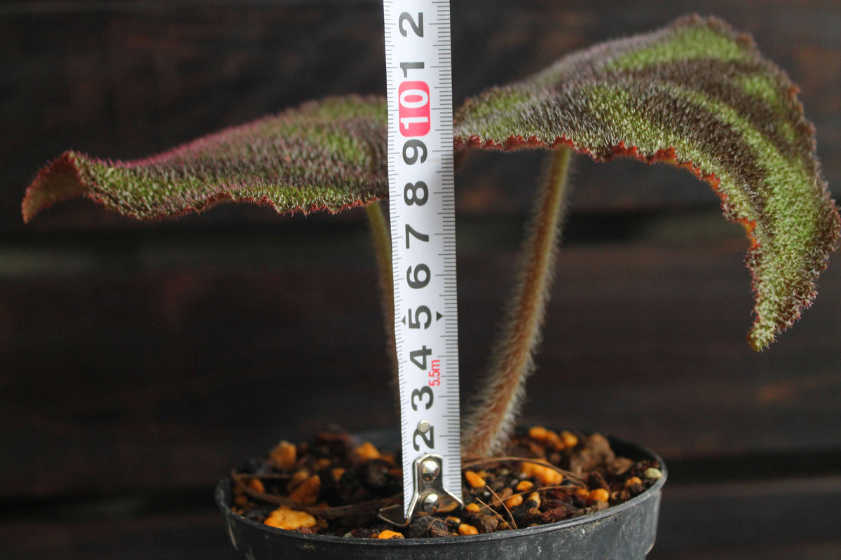 原種ベゴニア・バリエガータ（Begonia variegata）マッソニアナ