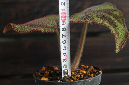 原種ベゴニア・バリエガータ（Begonia variegata）マッソニアナ