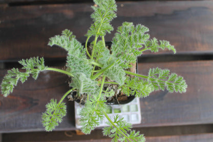 ペラルゴニウム・アッペンディクラツム（Pelargonium appendiculatum）セレクト販売