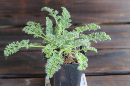 ペラルゴニウム・アッペンディクラツム（Pelargonium appendiculatum）セレクト販売