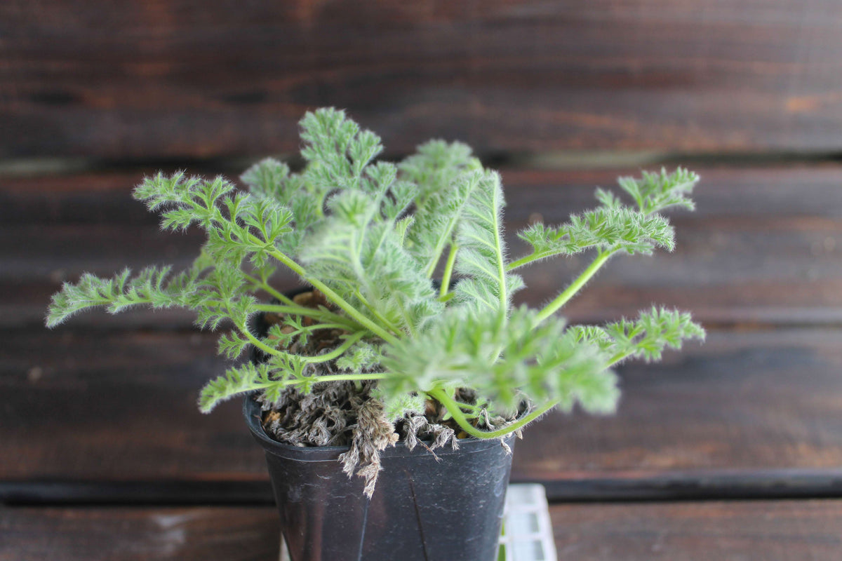 ペラルゴニウム・アッペンディクラツム（Pelargonium appendiculatum）セレクト販売