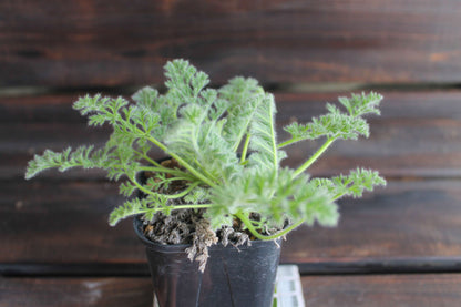 ペラルゴニウム・アッペンディクラツム（Pelargonium appendiculatum）セレクト販売