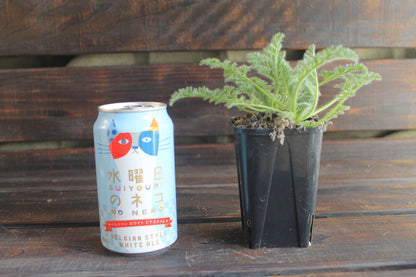 ペラルゴニウム・アッペンディクラツム（Pelargonium appendiculatum）セレクト販売