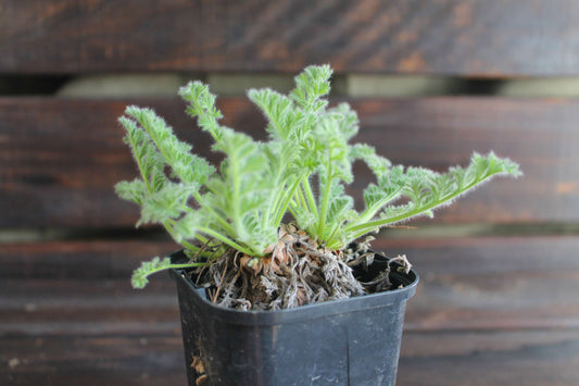 ペラルゴニウム・アッペンディクラツム（Pelargonium appendiculatum）セレクト販売