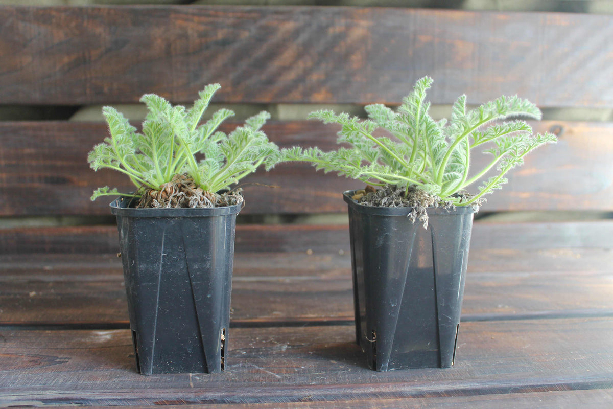 ペラルゴニウム・アッペンディクラツム（Pelargonium appendiculatum）セレクト販売