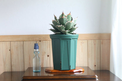アガベ チタノタ 白鯨（Agave titanota 'Hakugei'）A1