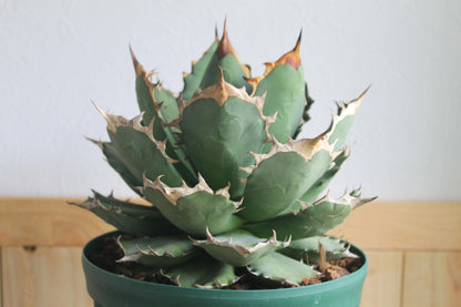 アガベ チタノタ 白鯨（Agave titanota 'Hakugei'）A1