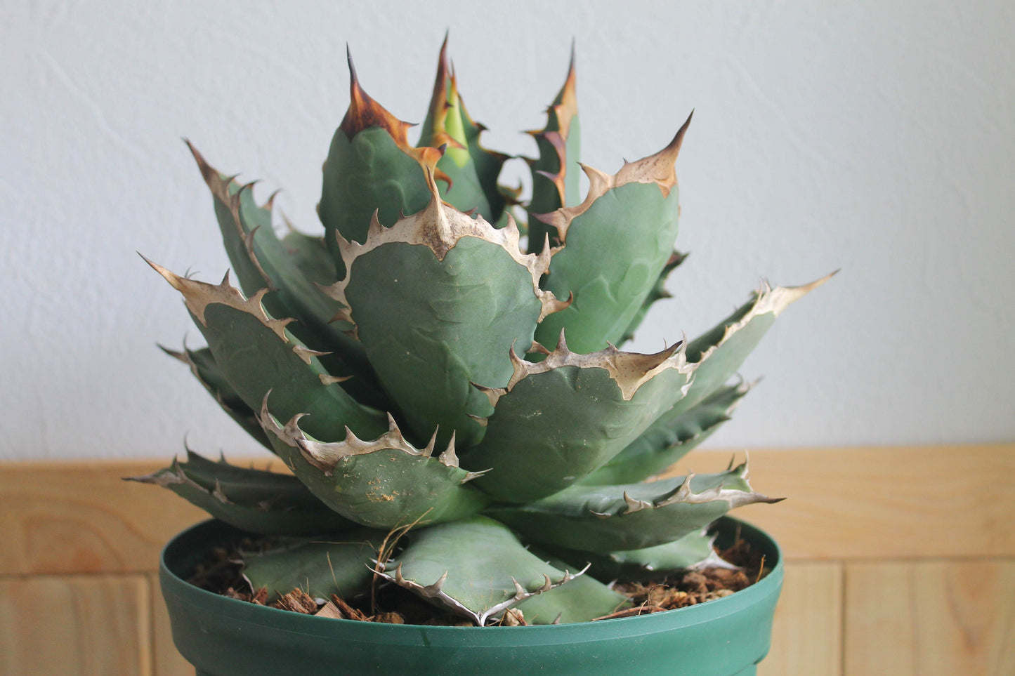 アガベ チタノタ 白鯨（Agave titanota 'Hakugei'）A1