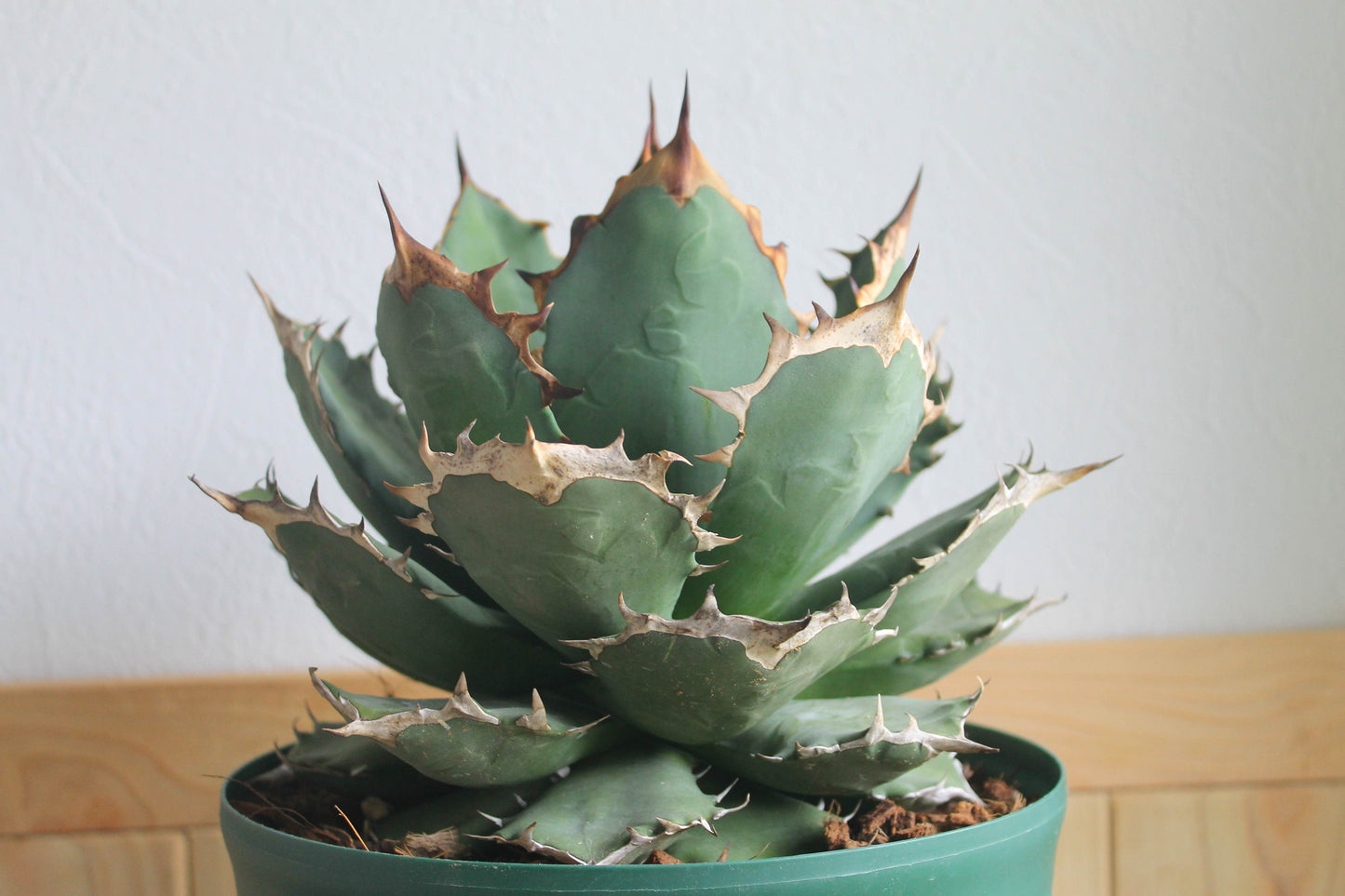 アガベ チタノタ 白鯨（Agave titanota 'Hakugei'）A1