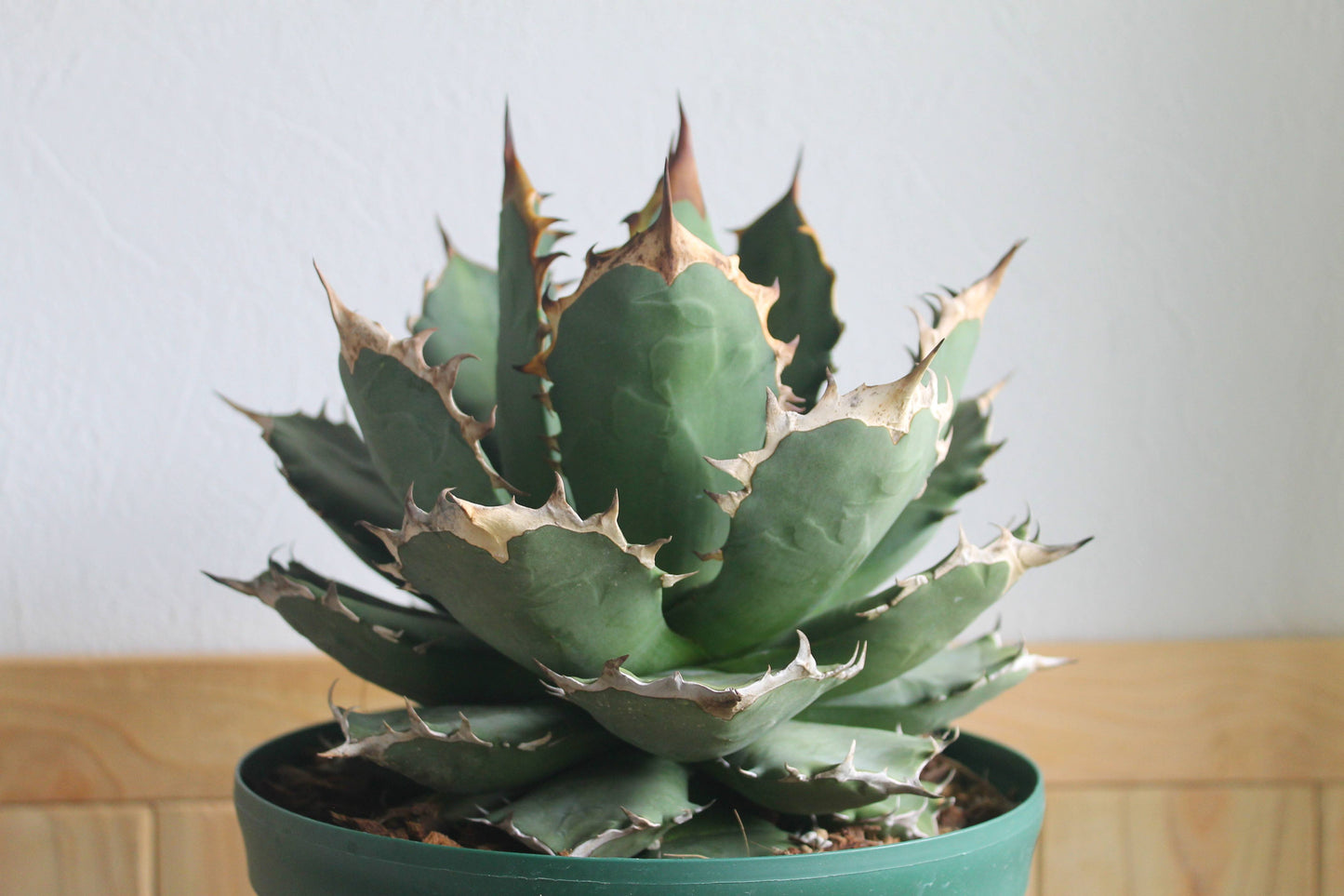 アガベ チタノタ 白鯨（Agave titanota 'Hakugei'）A1