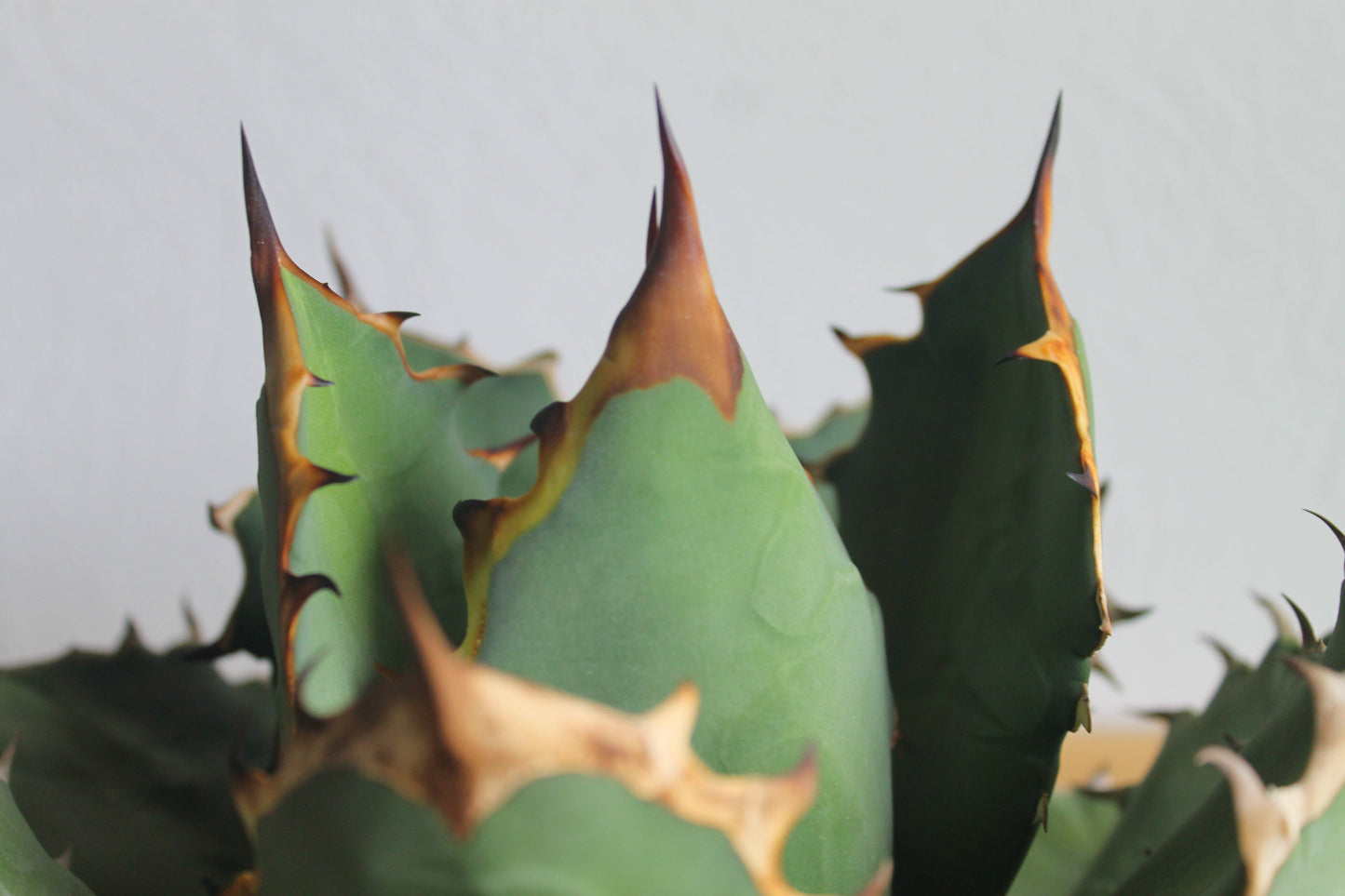 アガベ チタノタ 白鯨（Agave titanota 'Hakugei'）A1