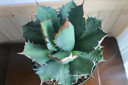 アガベ チタノタ 白鯨（Agave titanota 'Hakugei'）A1
