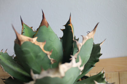 アガベ チタノタ 白鯨（Agave titanota 'Hakugei'）A1