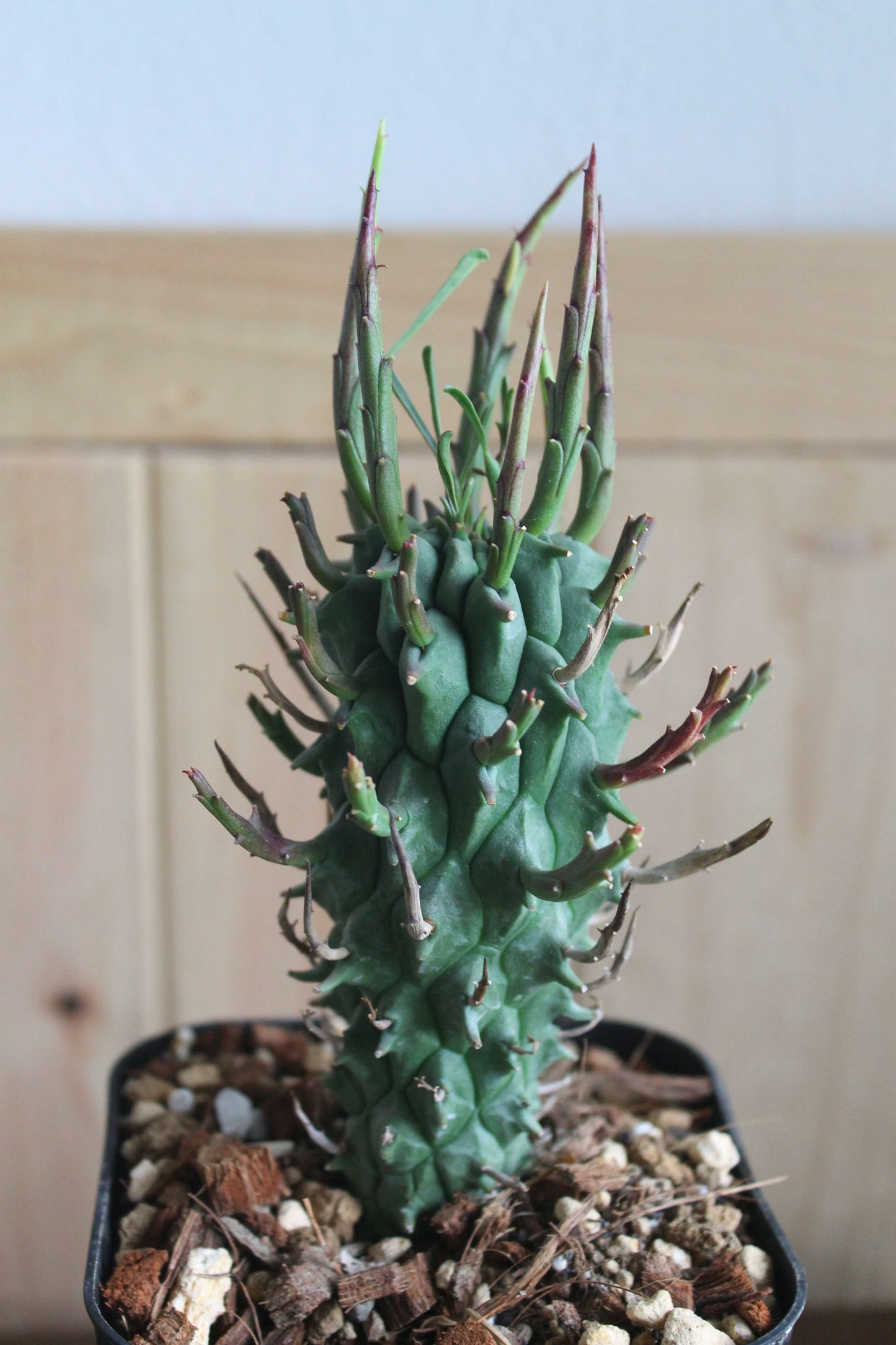 ユーフォルビア・スコエンランディ“闘牛角”  Euphorbia schoenlandii　実生株