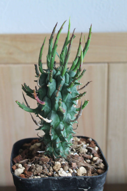 ユーフォルビア・スコエンランディ“闘牛角”  Euphorbia schoenlandii　実生株