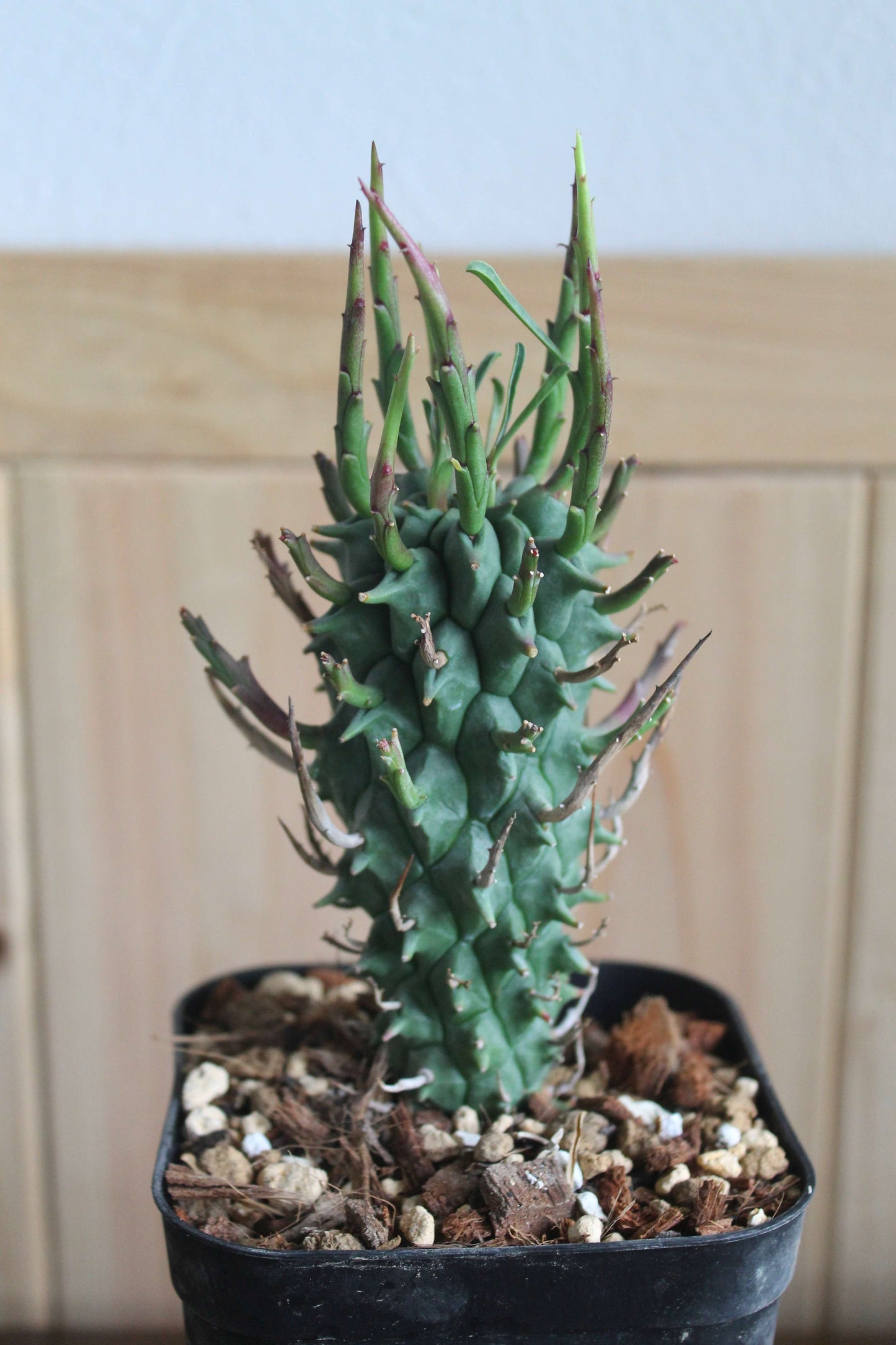 ユーフォルビア・スコエンランディ“闘牛角”  Euphorbia schoenlandii　実生株