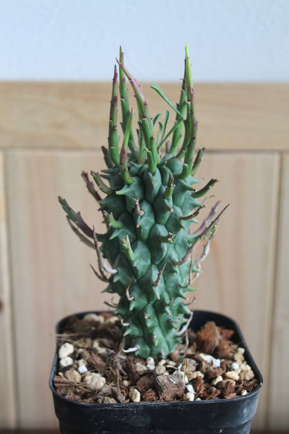ユーフォルビア・スコエンランディ“闘牛角”  Euphorbia schoenlandii　実生株