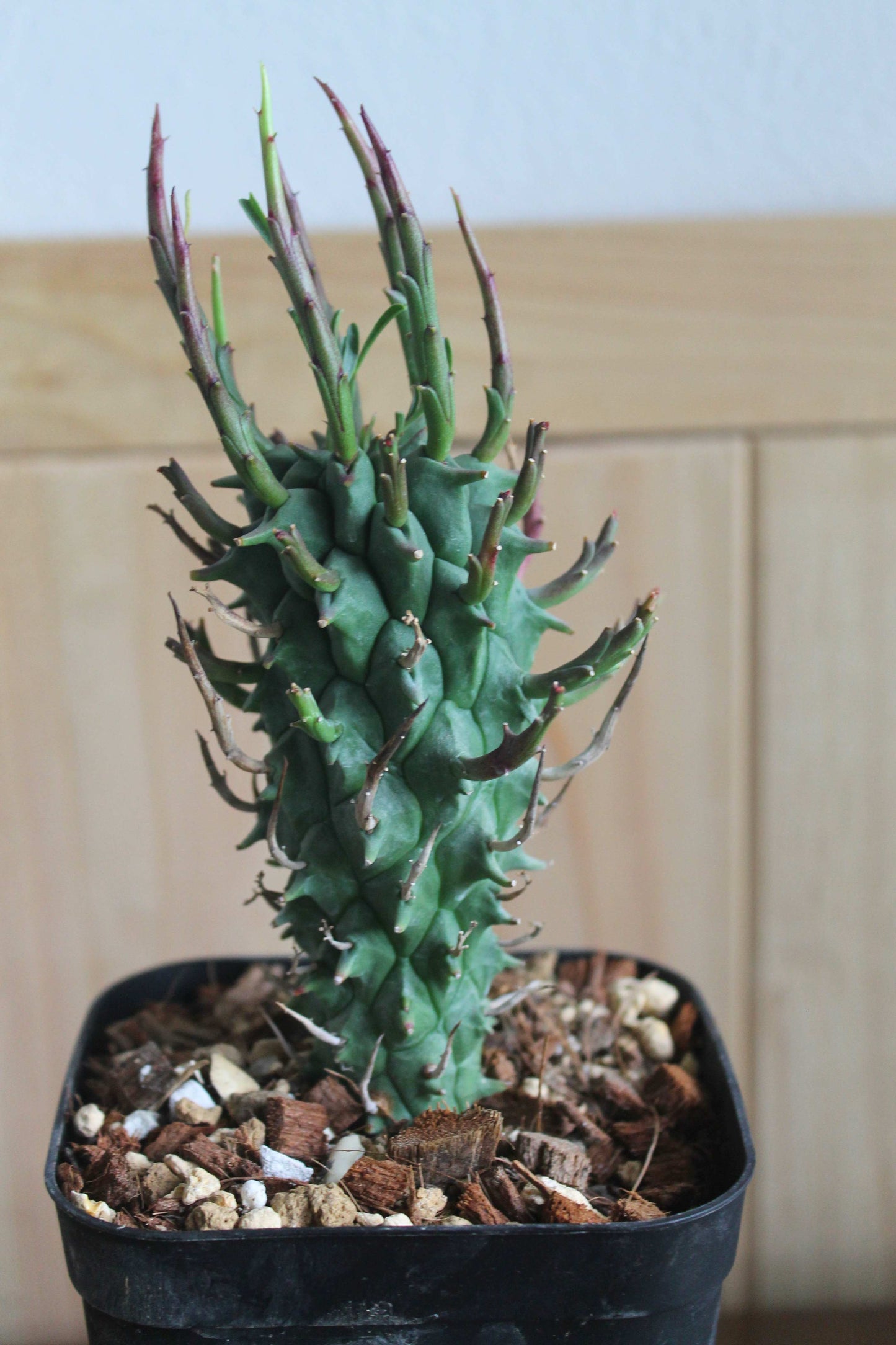 ユーフォルビア・スコエンランディ“闘牛角”  Euphorbia schoenlandii　実生株