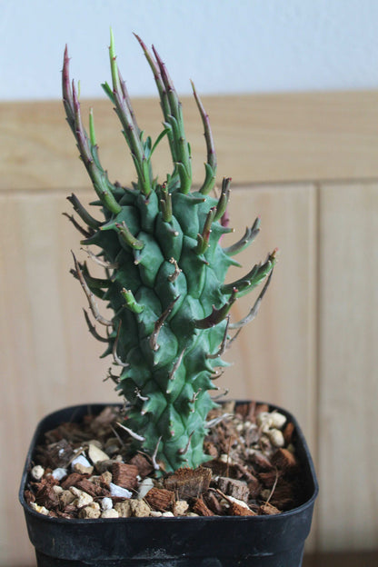 ユーフォルビア・スコエンランディ“闘牛角”  Euphorbia schoenlandii　実生株