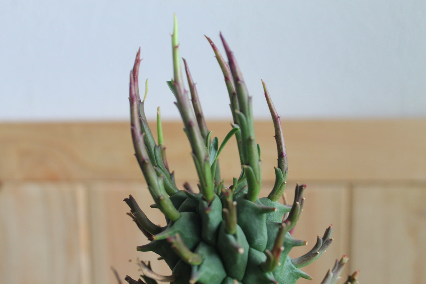 ユーフォルビア・スコエンランディ“闘牛角”  Euphorbia schoenlandii　実生株