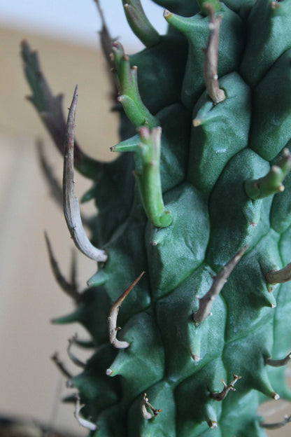 ユーフォルビア・スコエンランディ“闘牛角”  Euphorbia schoenlandii　実生株